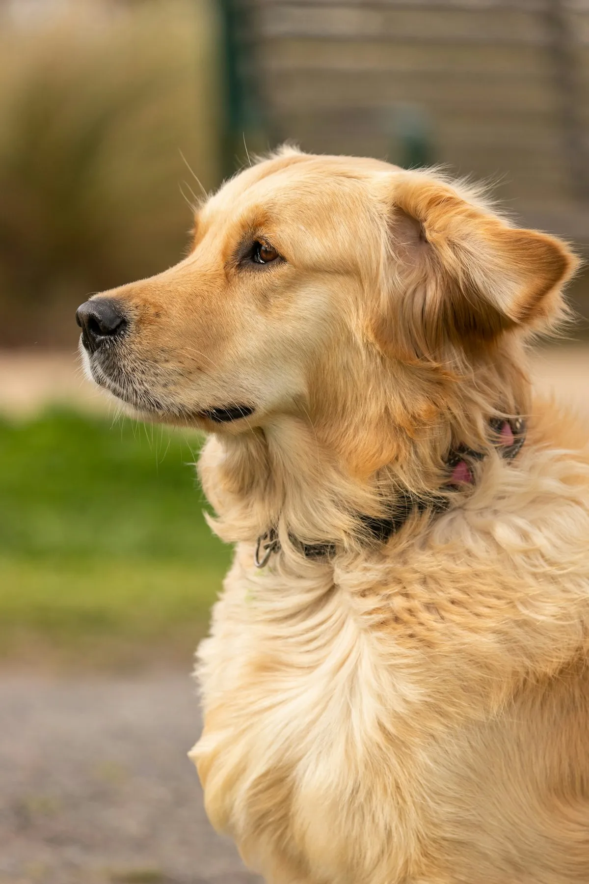 Golden retriever a olhar ao longe, em luz natural quente