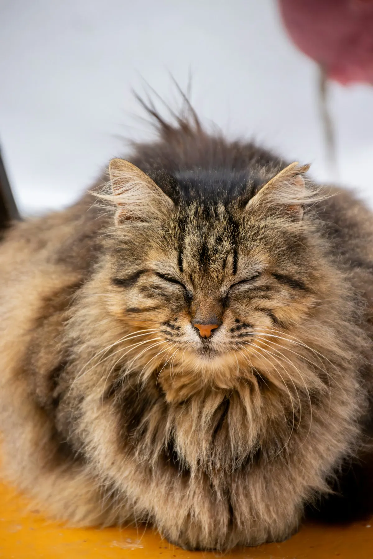Gato de pelo longo em tons quentes