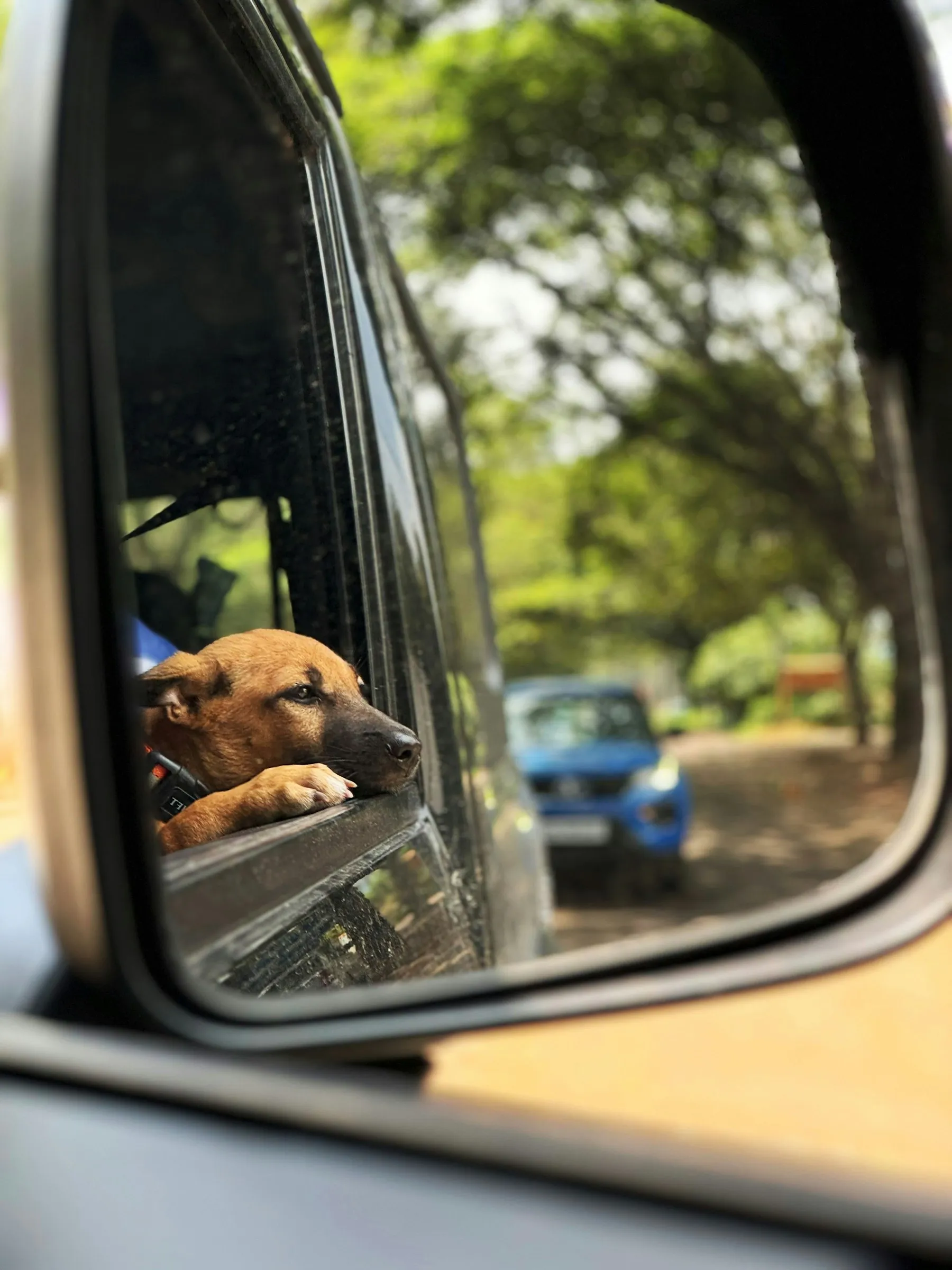 Cão a espreitar pela janela de um carro numa estrada arborizada