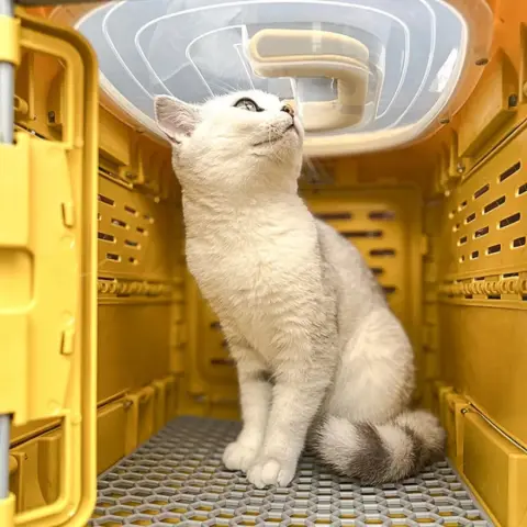 Transportadora Dobrável