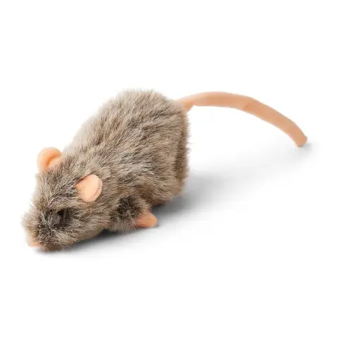 Rato Achatado Instinto