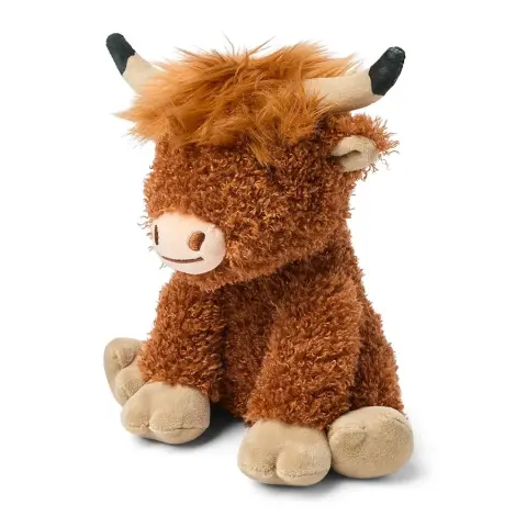 Vaca das Terras Altas de Natal Achatada