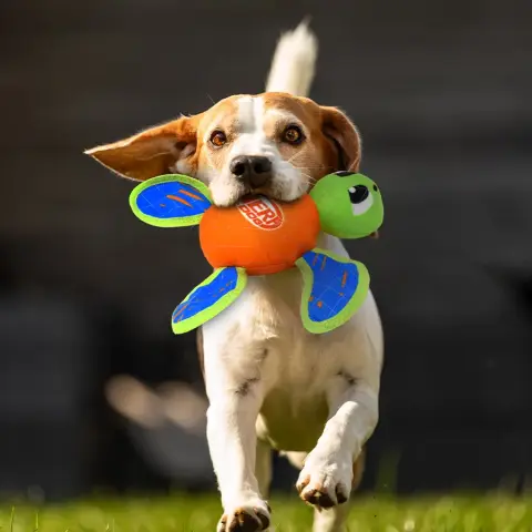 Nerf Dog Tartaruga Resistente com Estalido