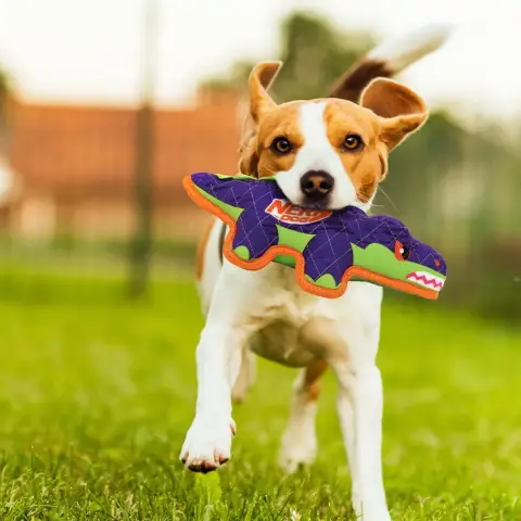Nerf Xtreme Crocodilo que Estala
